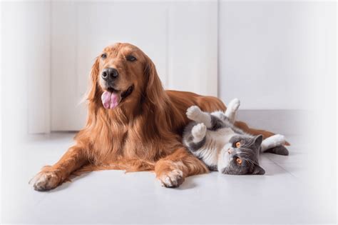 Find the Perfect Pet Sitter in the USA: Compassionate Care for Your Furry Family