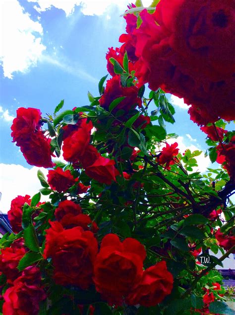 Rose Photography Aesthetic: Stunning Flower Wallpapers for iPhone & Nature Lovers