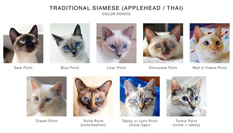 Unveiling the Enchanting Spectrum of Siamese Kitten Colors