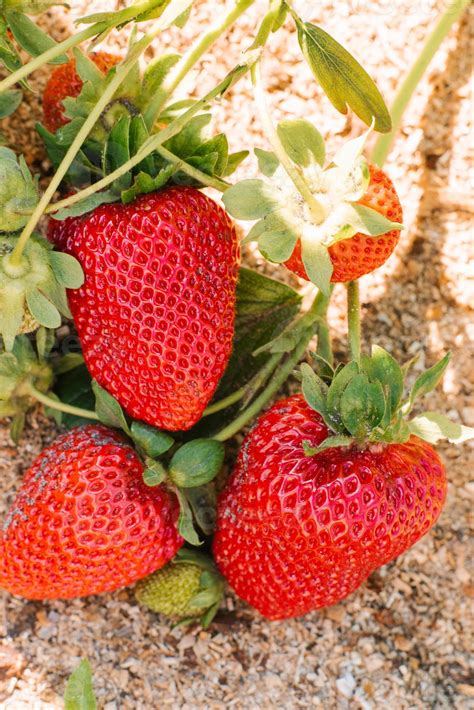 Finding Your Perfect Strawberry: A Guide to Freshness and Flavor