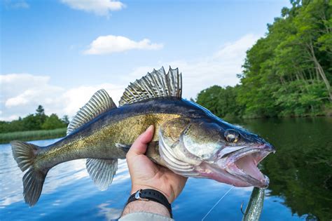 Where to Find and Buy Fresh Walleye Fish