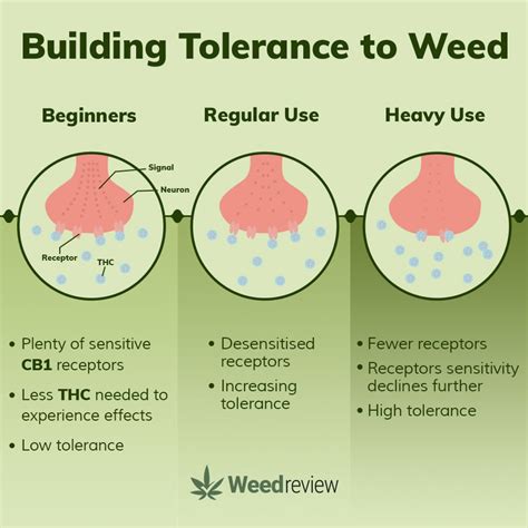 Navigating the Green: A Deep Dive into Cannabis Strain Reviews