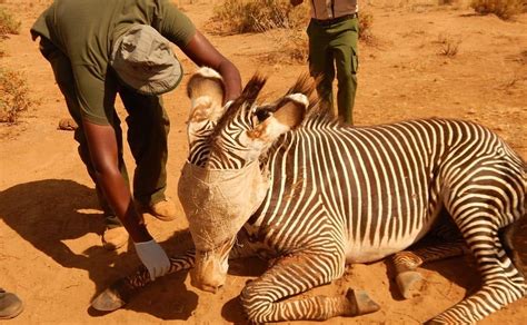 Inspiring Path to Becoming a Wildlife Veterinarian